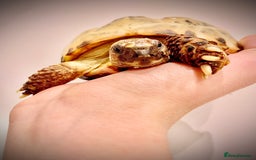 Tortoise reptiles for sale: Selling my beautiful Russian tortoise. - Image 12
