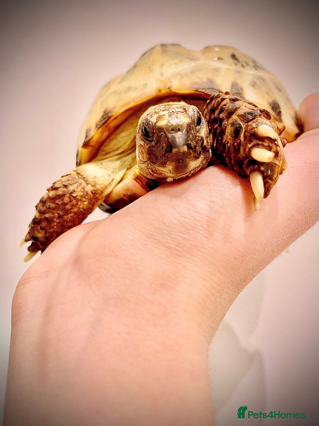 Tortoise reptiles for sale: Selling my beautiful Russian tortoise. - Image 12