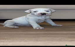 Mastiff dogs for sale: Mastiff bandog female for sale - Image 5