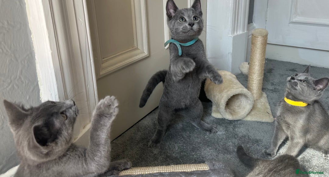Russian Blue cats for sale: Russian Blue Kitten - Image 30