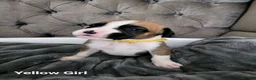 Boxer dogs for sale: 💥 Boxer Puppies 💥 in Manchester - Advert 7