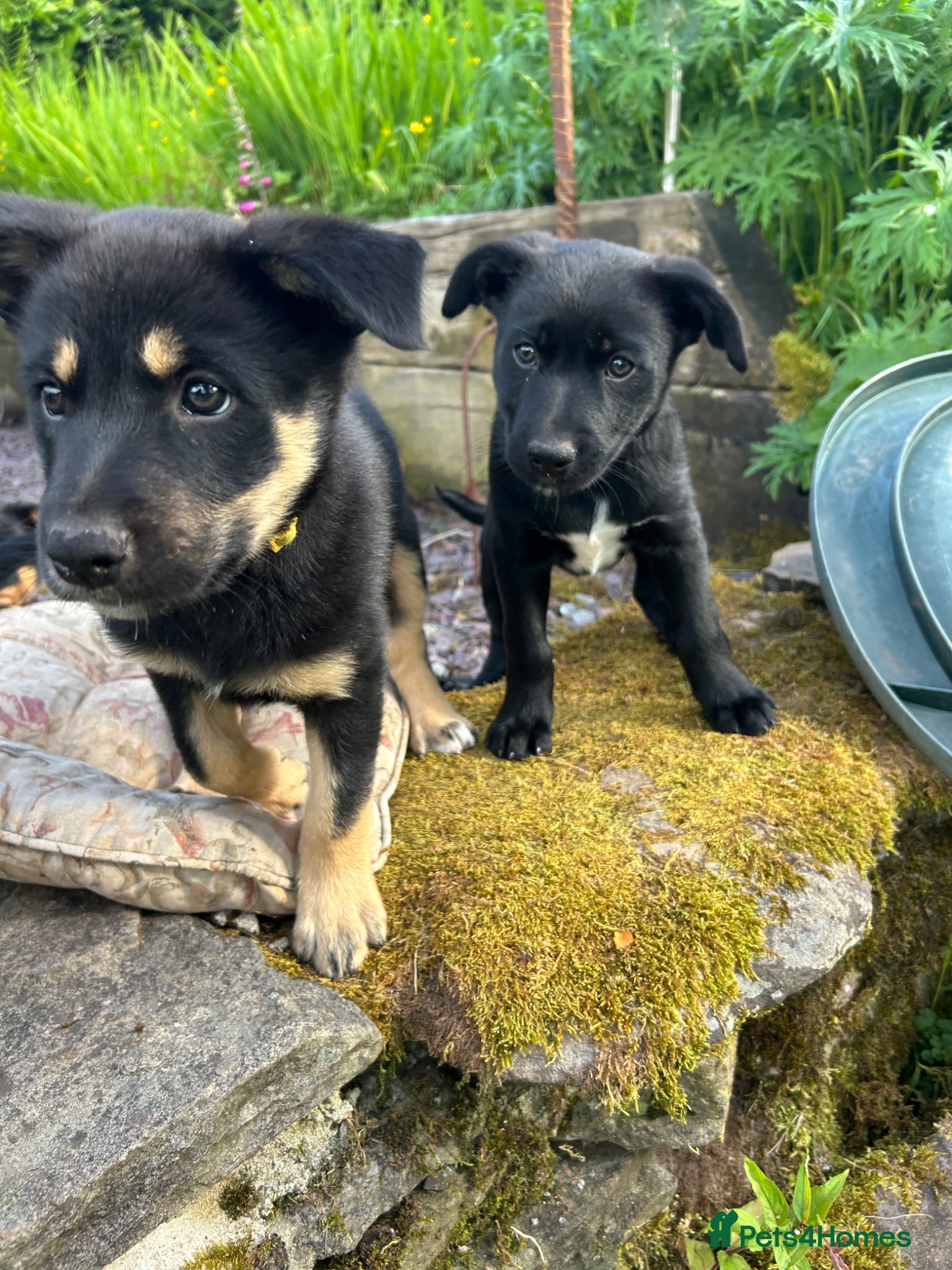 Mixed Breed dogs Australian Kelpie x Collie Pups - Advert 2