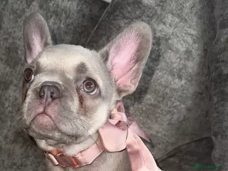 French Bulldog dogs One little French Bulldog Female Left - Advert 6