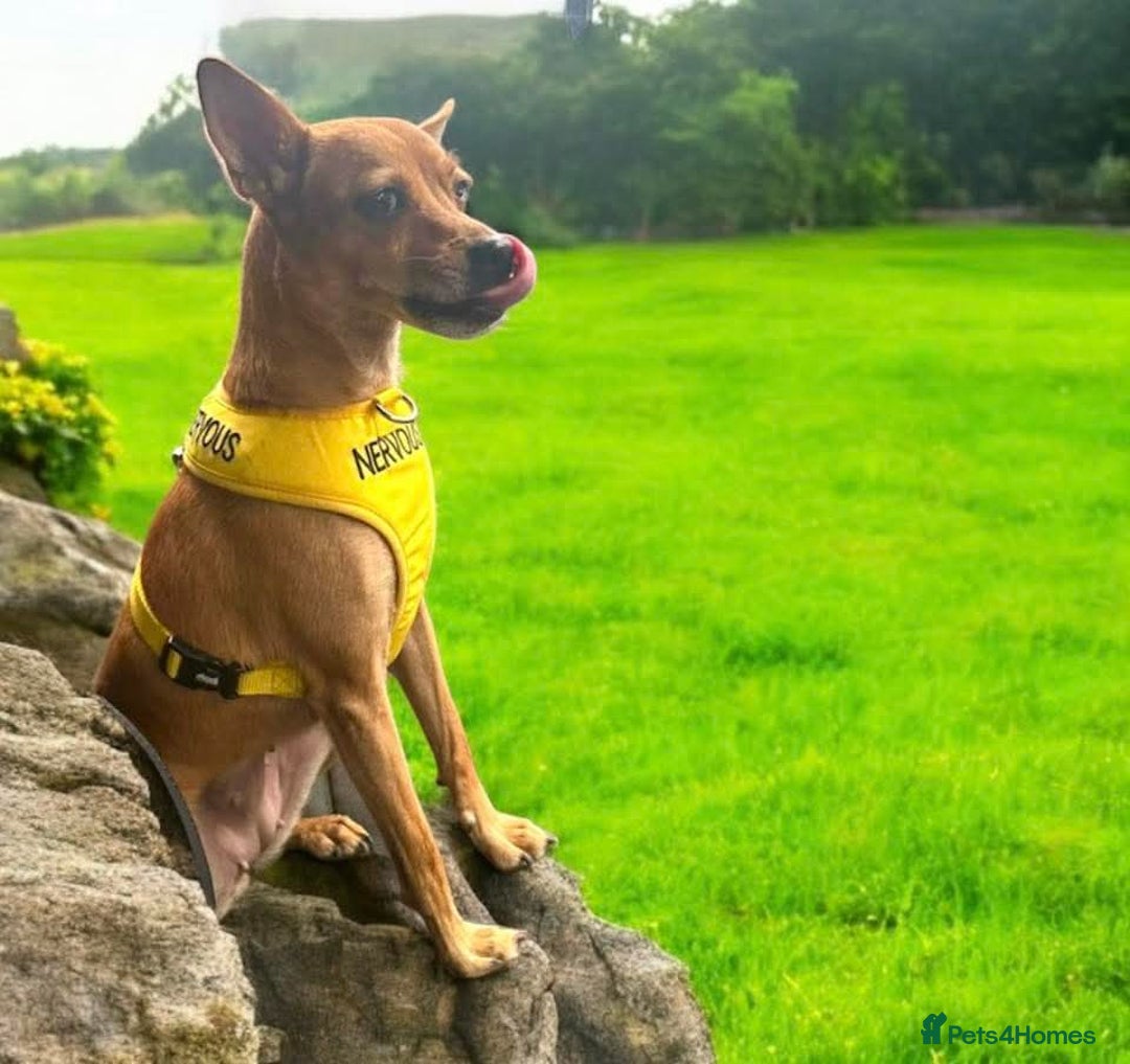 Chihuahua dogs for adoption: ❤️🐶 LILA – A Little  Soul Searching for Love 🐶❤️ - Image 15
