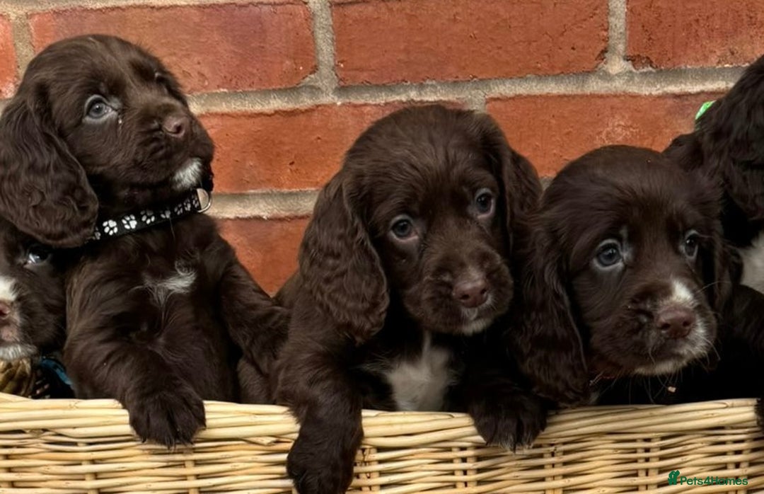 Cocker Spaniel dogs for sale: KC Reg Cocker Spaniel Puppies - Image 4