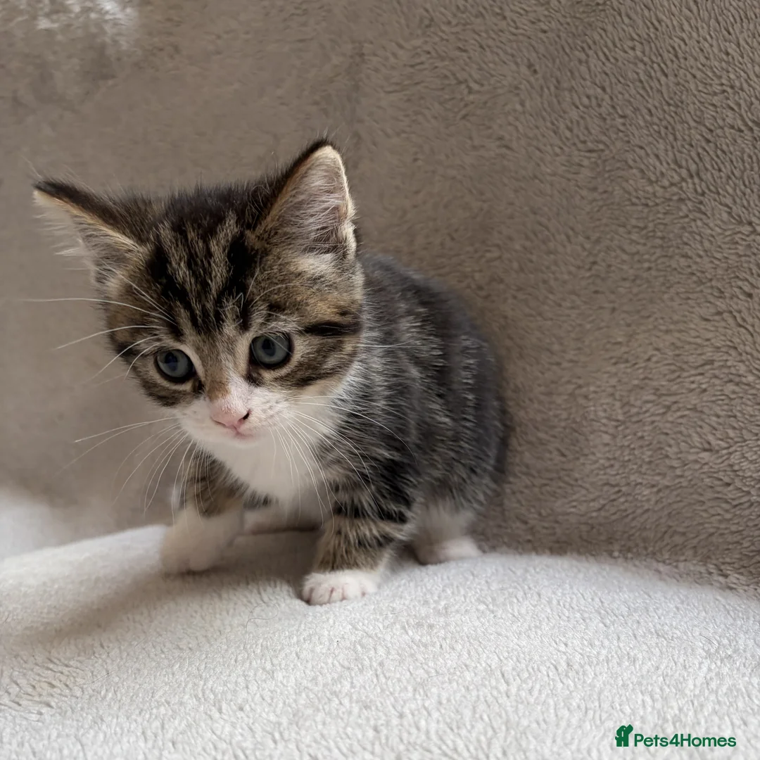 Mixed Breed cats for sale: Adorable Kittens Looking for Their Forever Home - Advert 31