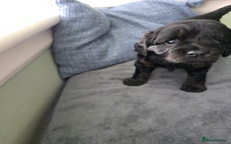 Cavapoo dogs for sale: Gorgeous Cavapoo puppies looking for forever home - Image 6