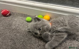 British Shorthair cats for sale: Pedigree Blue British Shorthair 💙💙💙💗💗💗💗 - Image 7