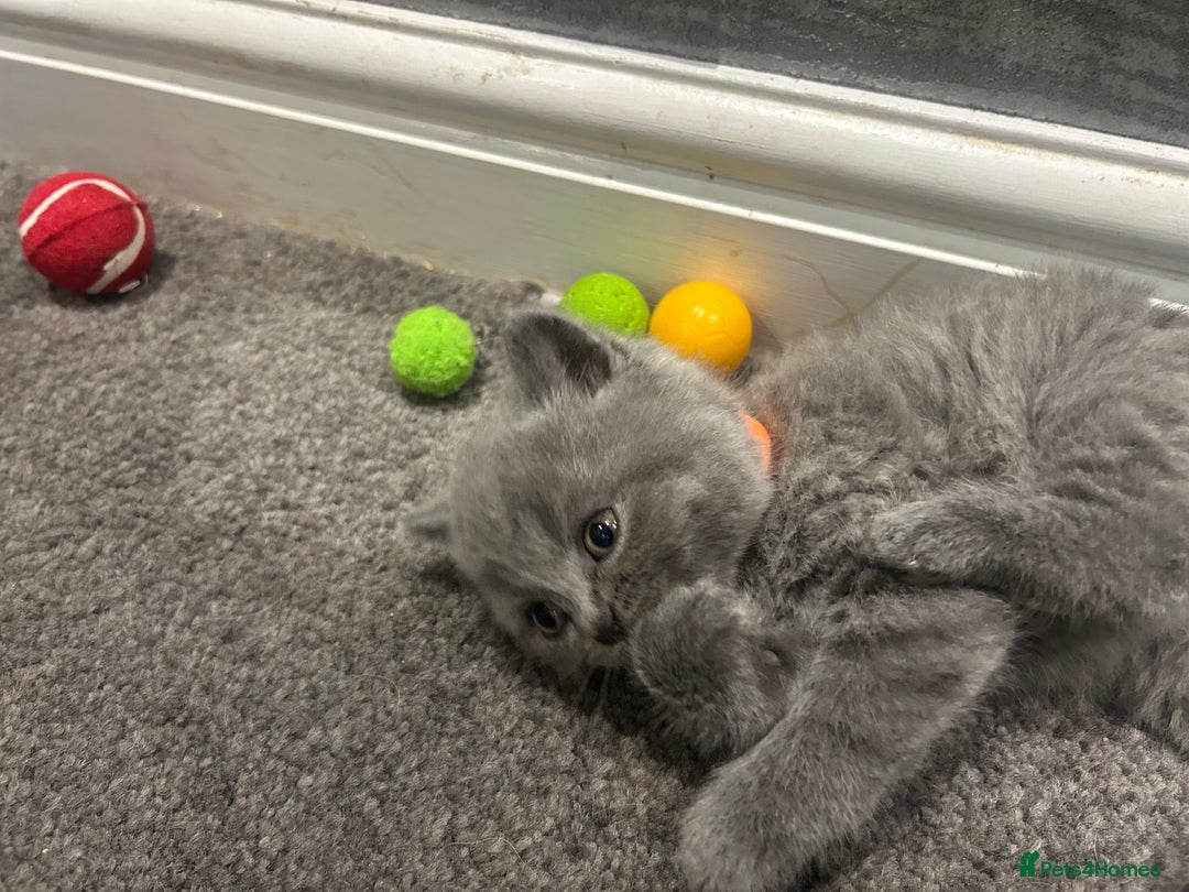 British Shorthair cats for sale: Pedigree Blue British Shorthair 💙💙💙💗💗💗💗 - Image 7