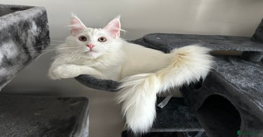 Maine Coon cats - Advert 15