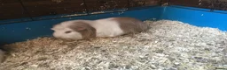 Guinea Pig rodents for sale: Female guinea pigs  - Advert 3