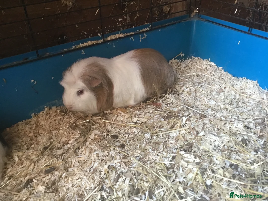 Guinea Pig rodents for sale: Female guinea pigs  - Advert 3