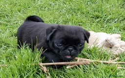 Pug dogs for sale: Pug puppies-Merle, panda and koi - Image 11