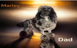 Cavapoo dogs for sale: F1b Cavapoochon  - Image 15