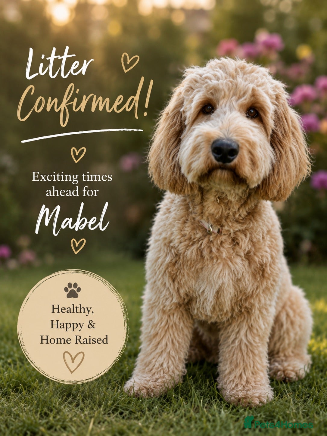 Australian Labradoodle dogs Multigen Australian Labradoodle - Advert 1