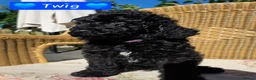 Cockapoo dogs for sale: Health Tested F1b Cockapoo Puppies - Advert 33