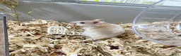 Hamster rodents for sale: Syrian Hamster + BUCATSTATE Setup - Advert 2