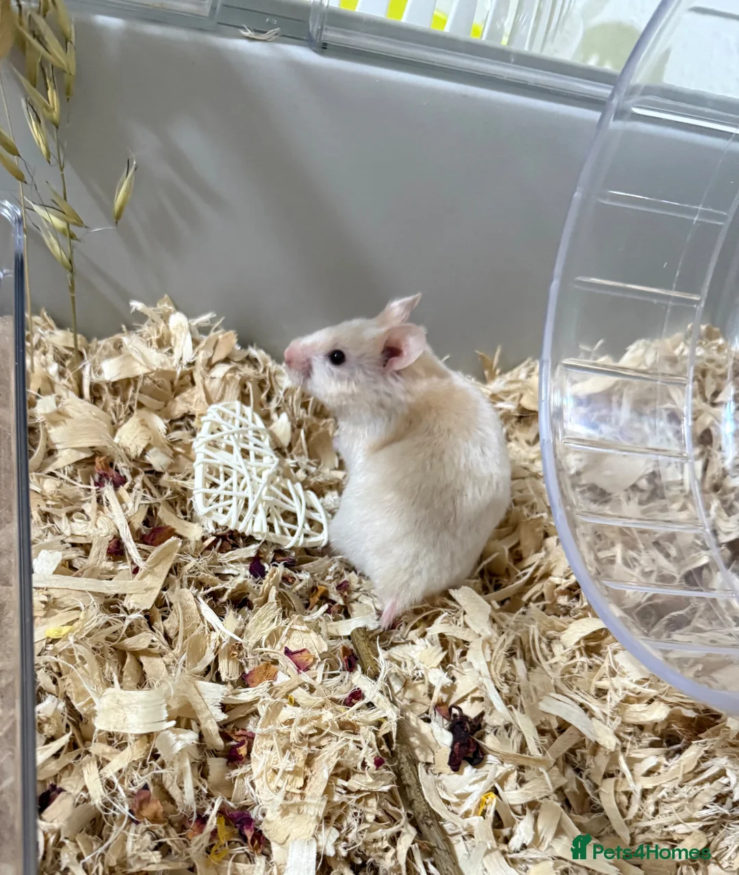 Hamster rodents for sale: Syrian Hamster + BUCATSTATE Setup - Advert 2
