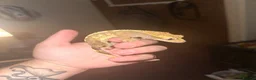 Gecko reptiles for sale: Female Harlequin Crested Gecko – Proven Breeder 🦎 - Advert 2