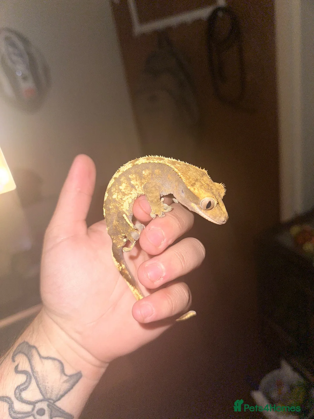 Gecko reptiles for sale: Female Harlequin Crested Gecko – Proven Breeder 🦎 - Advert 2