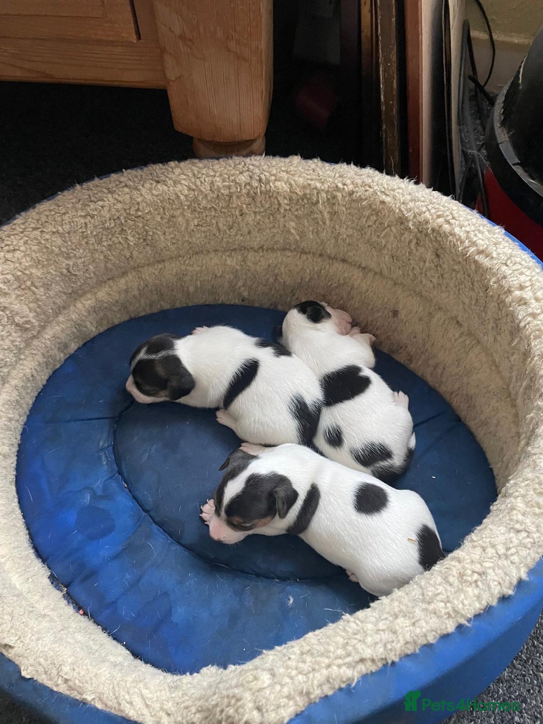 Jack Russell dogs for sale: Jack russell boy  - Advert 2