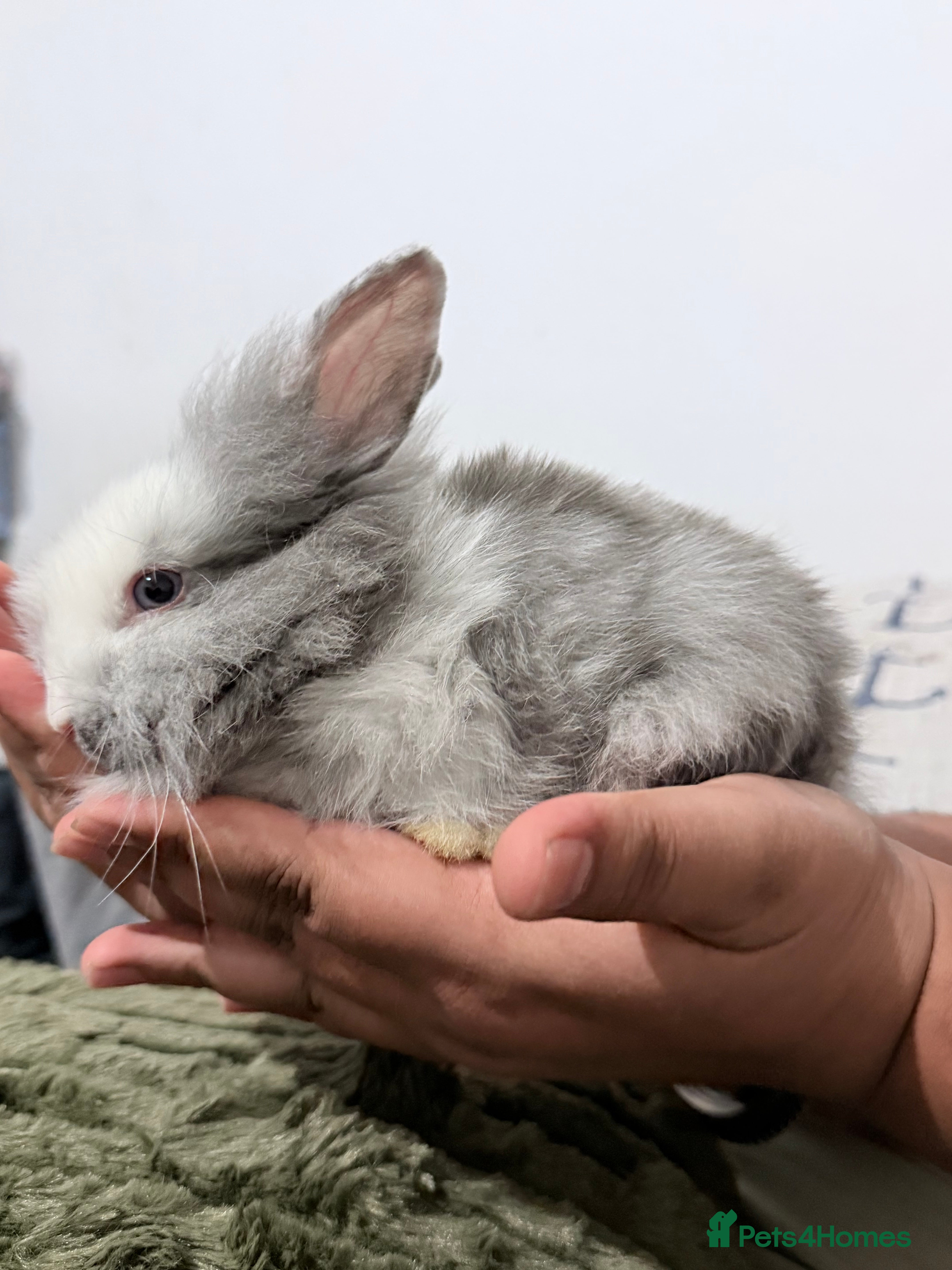 Lionhead rabbits Cute Lionhead baby bunnies-VERY FRIENDLY - Advert 4