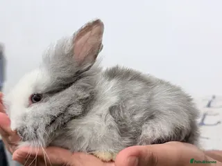 Lionhead rabbits Cute Lionhead baby bunnies-VERY FRIENDLY - Advert 20