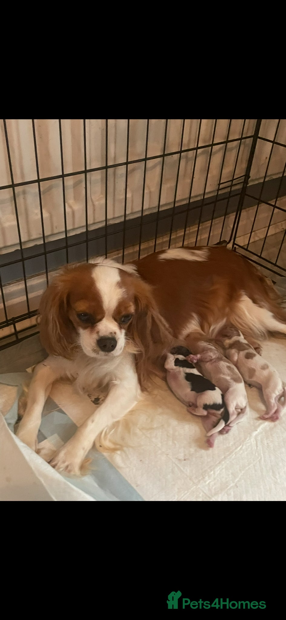 Cavalier King Charles Spaniel dogs for sale: Beautiful Cavalier King Charles Spaniel Puppies - Advert 10