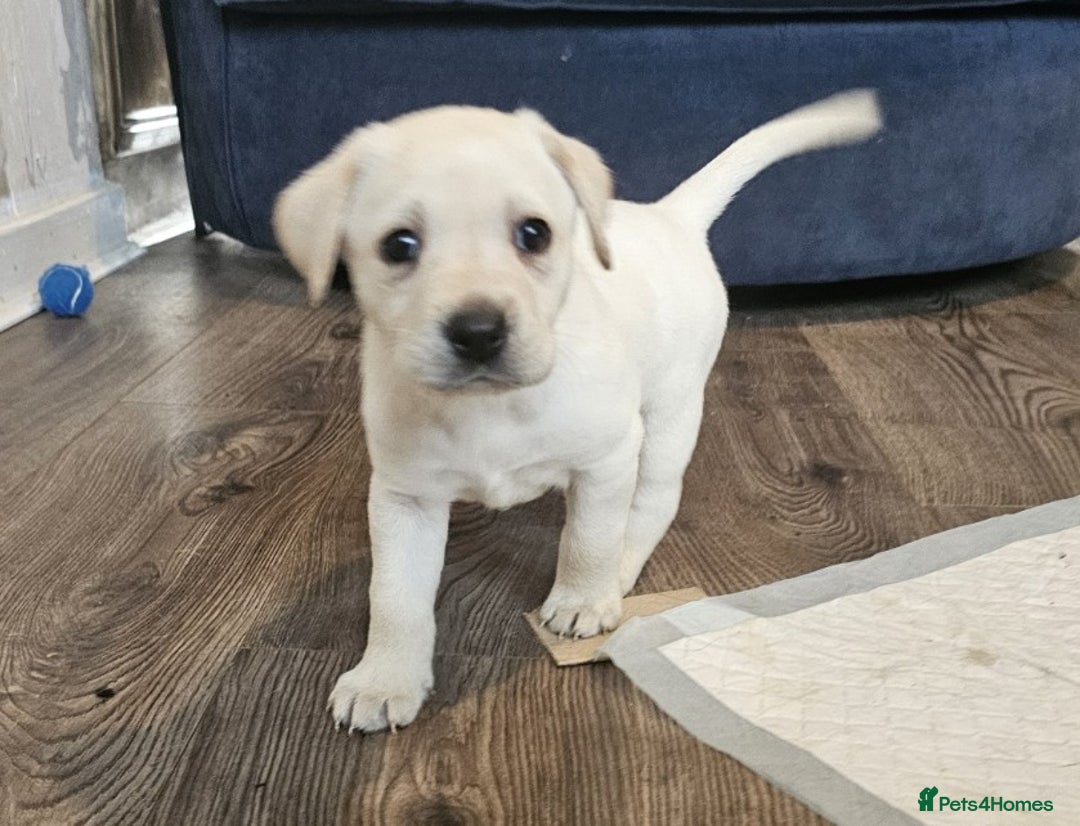 Labrador Retriever dogs for sale: Beautiful litter of yellow labrador retrievers - Image 9