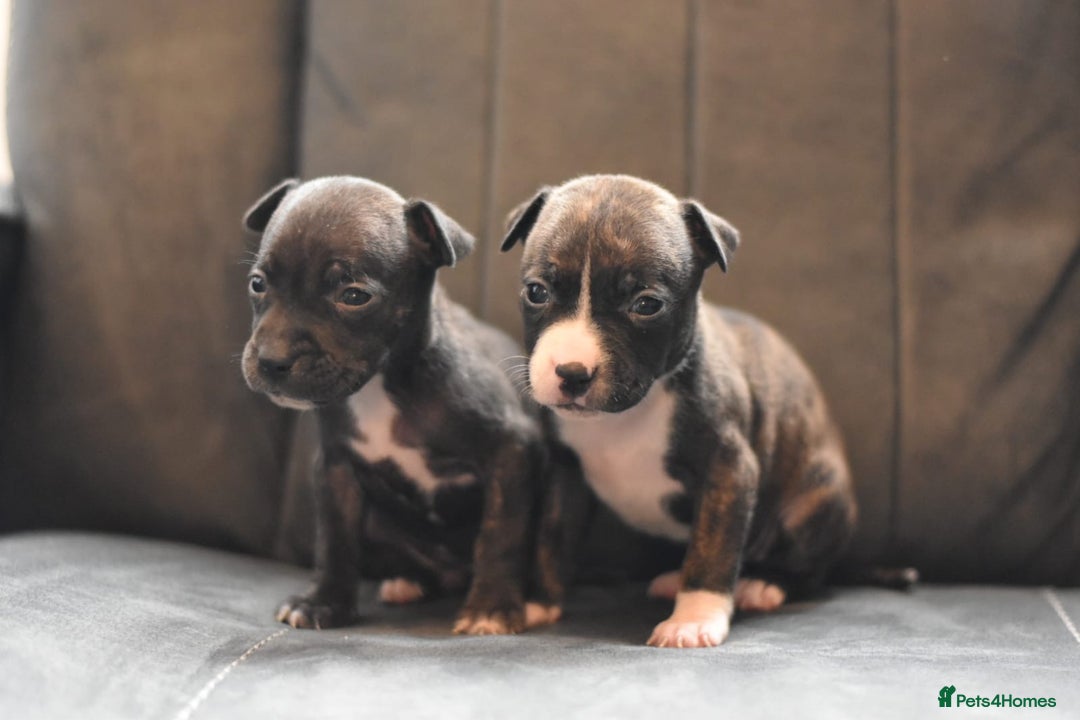Staffordshire Bull Terrier dogs for sale: Stunning KC Staffordshire bull terrier puppies - Image 2