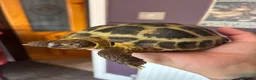 Tortoise reptiles for sale: Horsefield Tortoise in Nottingham - Advert 2