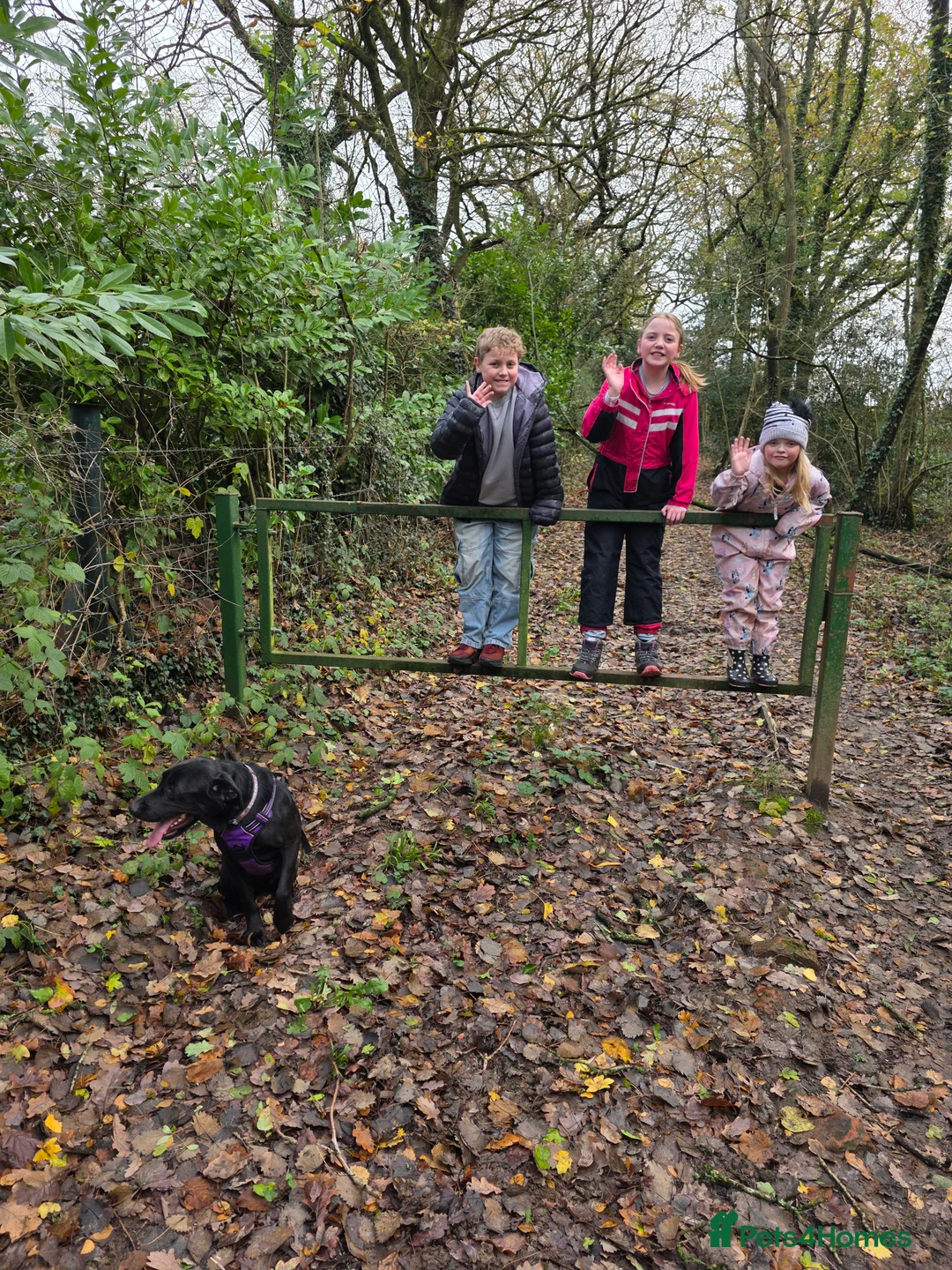 Labrador Retriever dogs for sale: Bandit in Bromsgrove - Advert 2