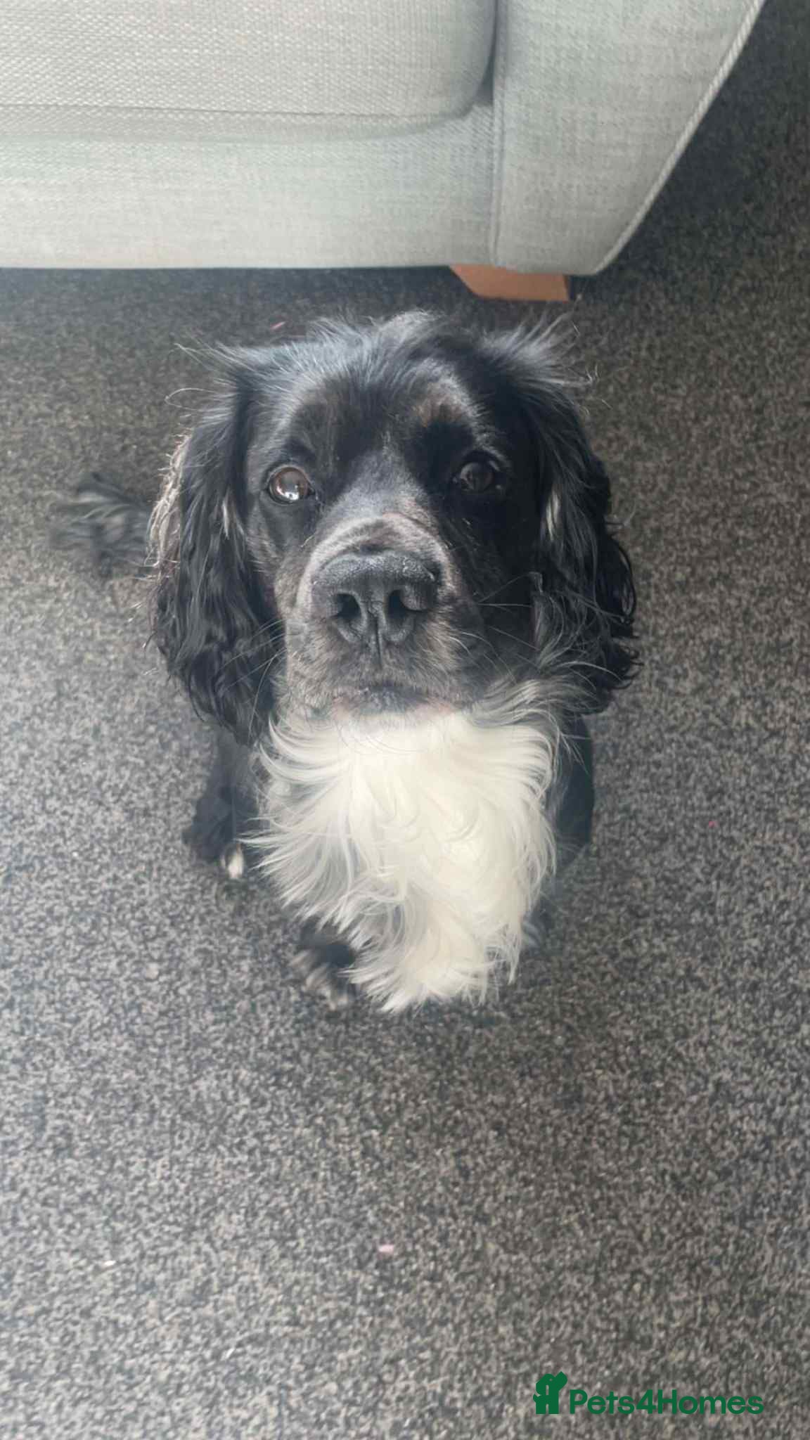 English Springer Spaniel dogs Springer spaniel available for stud - Advert 10