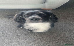 English Springer Spaniel dogs for stud: Springer spaniel available for stud - Image 1