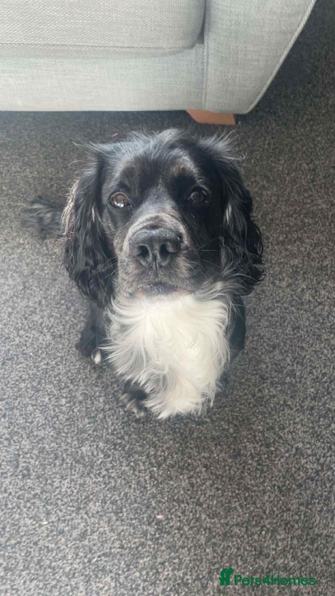 English Springer Spaniel dogs for stud: Springer spaniel available for stud - Image 1