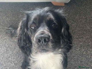 English Springer Spaniel dogs for stud - Advert 1