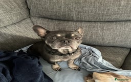 French Bulldog dogs for sale: Adorable Frenchie Puppies - Image 7