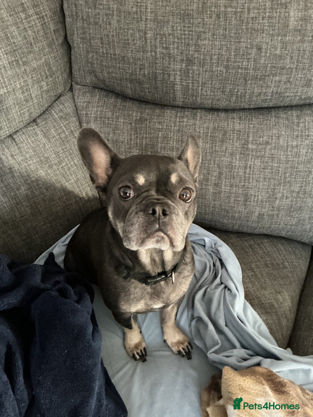 French Bulldog dogs for sale: Adorable Frenchie Puppies - Image 7