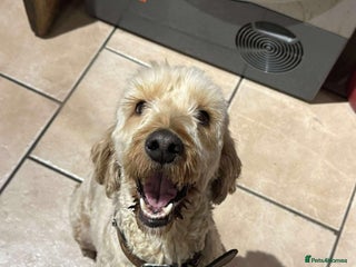 Cockapoo dogs George - Hingham Norfolk - Advert 1