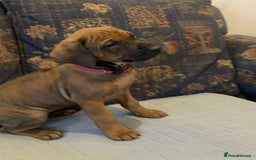 Rhodesian Ridgeback dogs for sale: KC reg Rhodesian Ridgeback puppies - Image 2