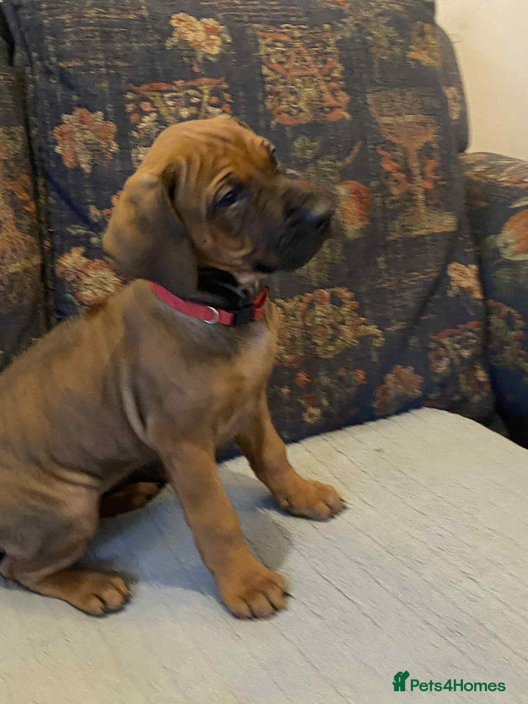 Rhodesian Ridgeback dogs for sale: KC reg Rhodesian Ridgeback puppies - Image 2