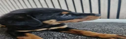 Rottweiler dogs for sale: Exceptional Rottweiler Pups- ONE GIRL LEFT. - Advert 19