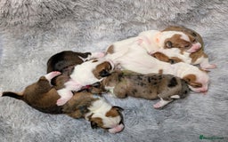 Jack Russell dogs for sale: ❤️3/4 Jack Russell babies ❤️ - Advert 1