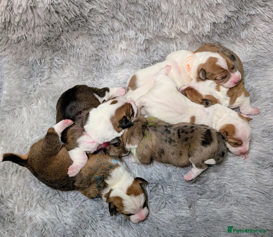 Jack Russell dogs for sale: ❤️3/4 Jack Russell babies ❤️ - Advert 1