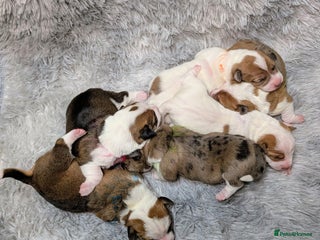 Jack Russell dogs ❤️3/4 Jack Russell babies ❤️ - Advert 3