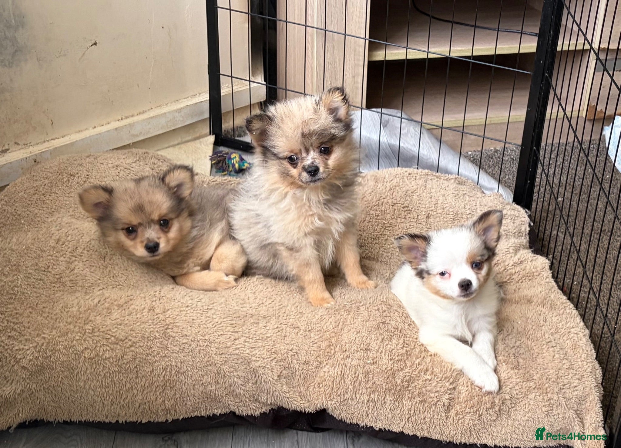 Pomchi dogs Pomchi puppies - Advert 6