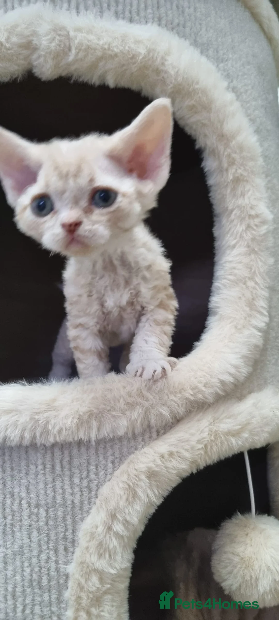 Devon Rex cats for sale: ❤️ Gorgeous Devon Rex Girls ❤️ - Advert 16
