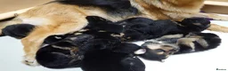 Shepsky dogs for sale: German Shepherd pups - Advert 20