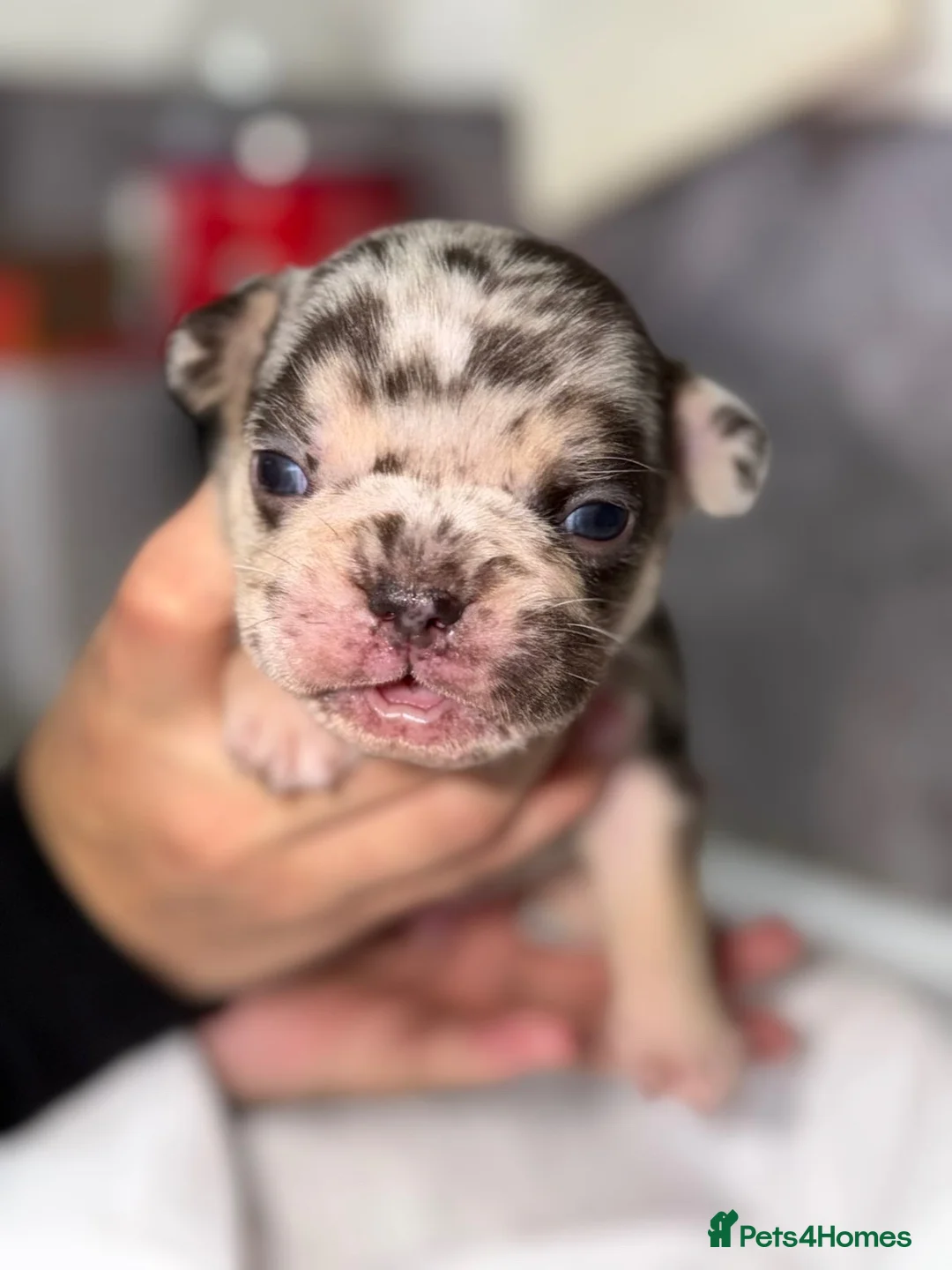 American Bully dogs for sale: French bulldog big rope  in Harwich - Advert 1