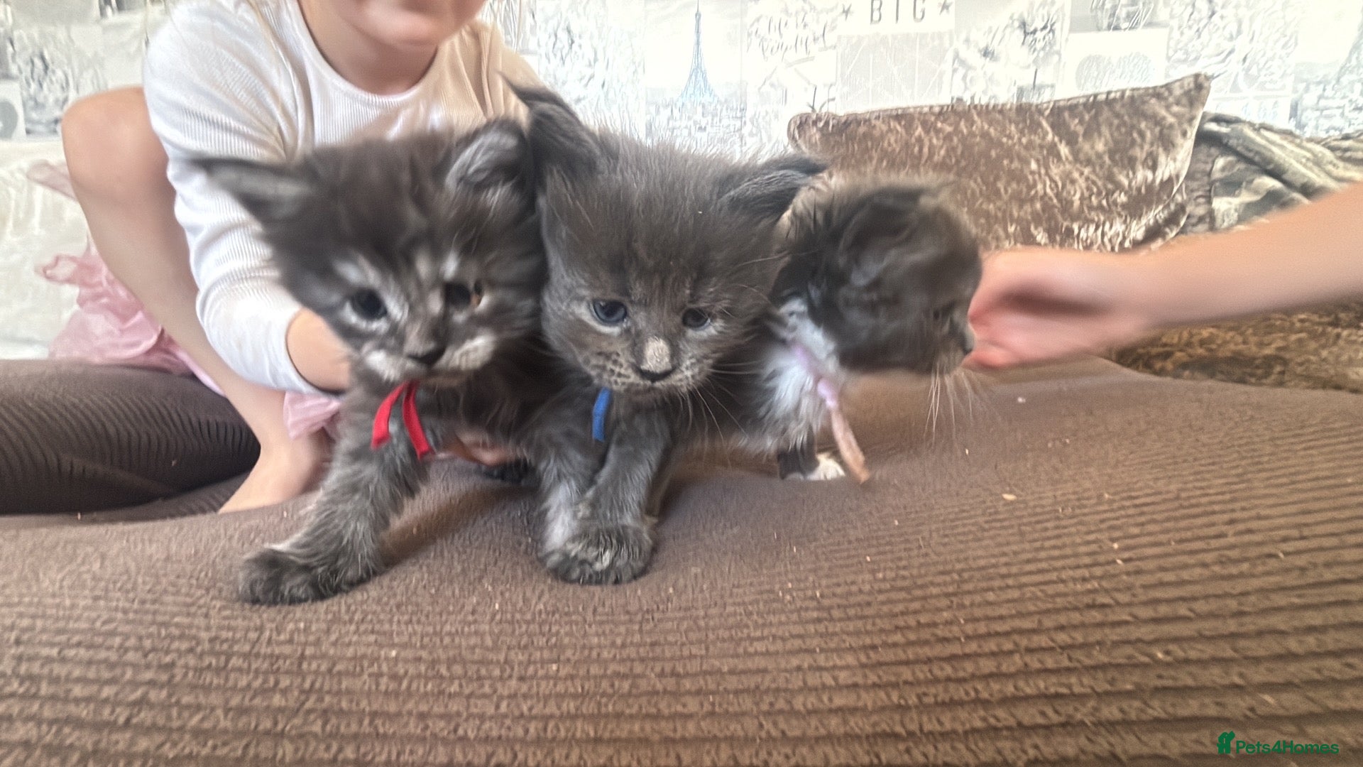 Maine Coon cats Maine coon kittens 8 weeks old  - Advert 10